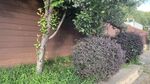 庭院綠植景觀一角