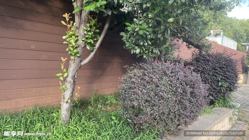 庭院綠植景觀一角