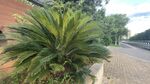 路邊的鐵樹植物景觀