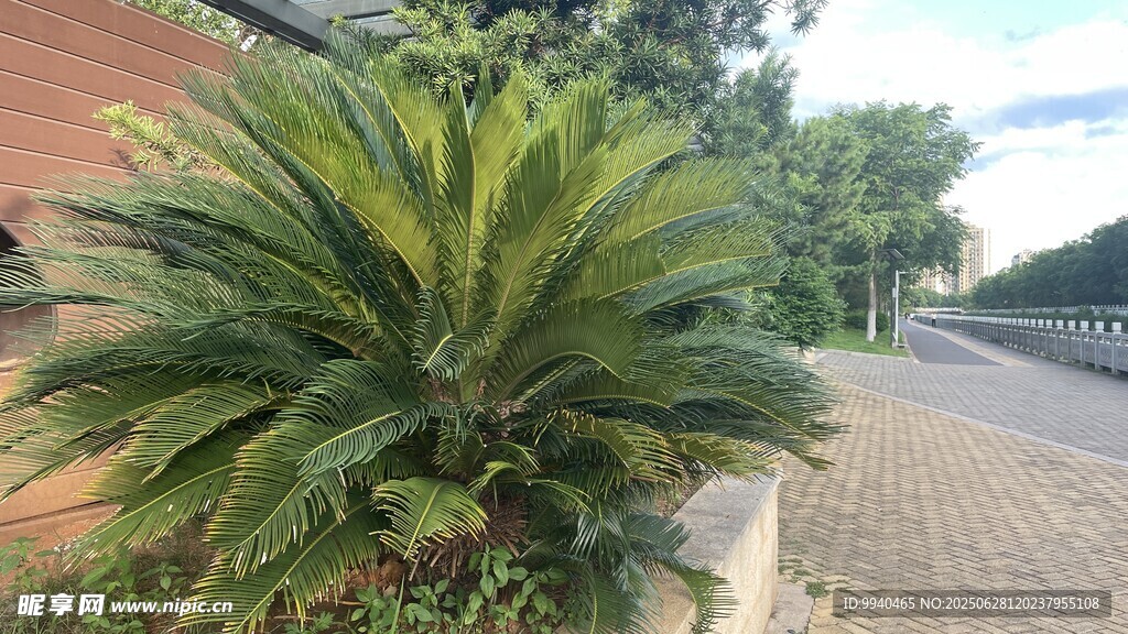 路邊的鐵樹植物景觀