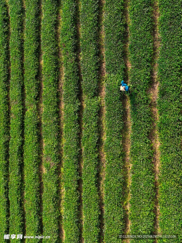 航拍整齊茶園中的勞作人