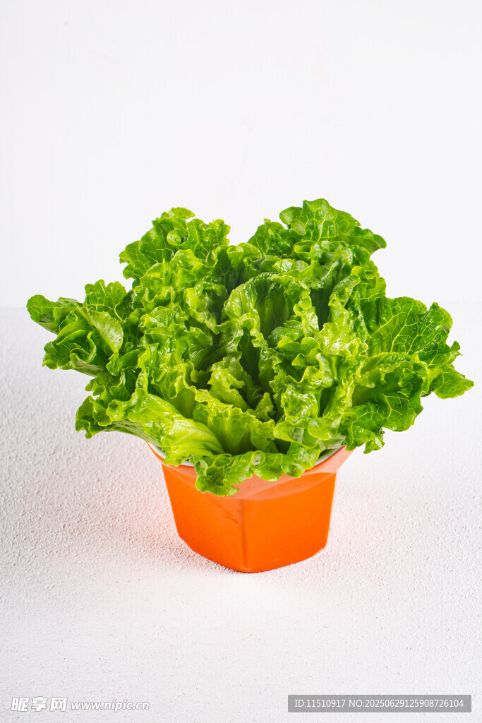 橙色花盆中的鮮嫩生菜