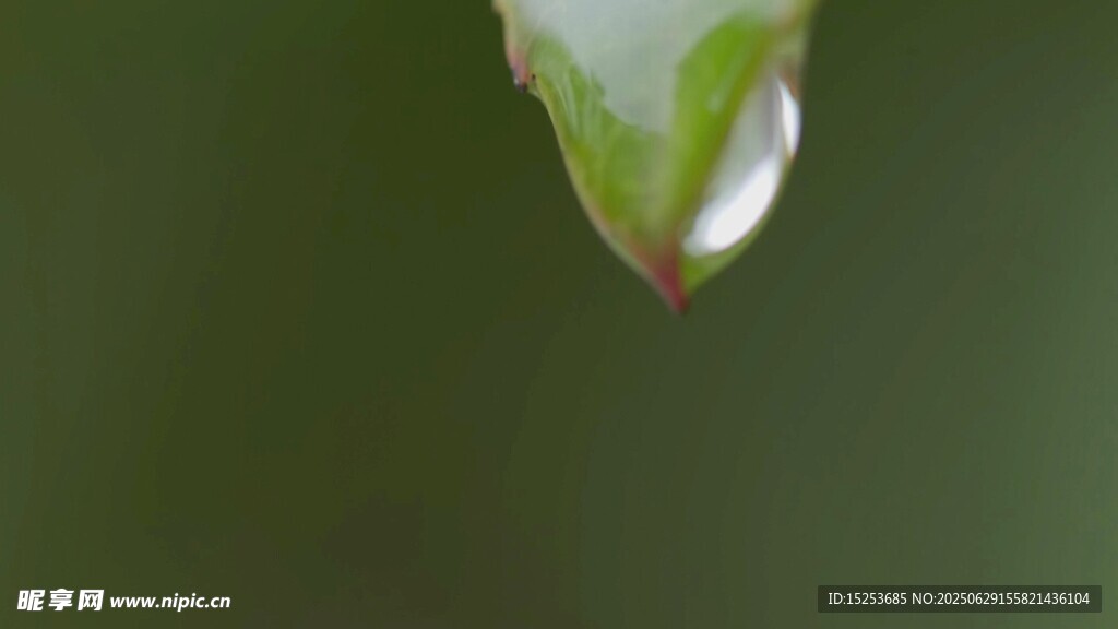 葉片上的晶瑩水珠