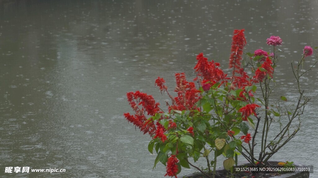 雨中綻放的艷麗紅花朵