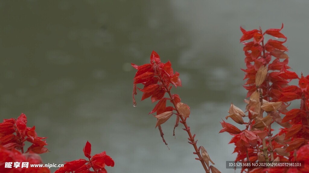 艷麗紅花朵朵綻放