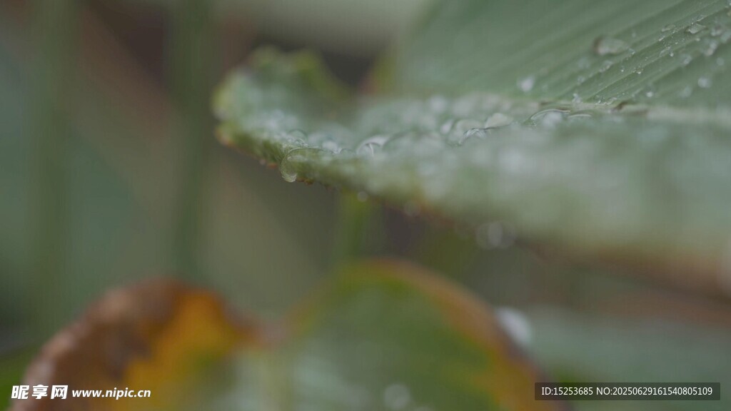 葉片上晶瑩的露珠