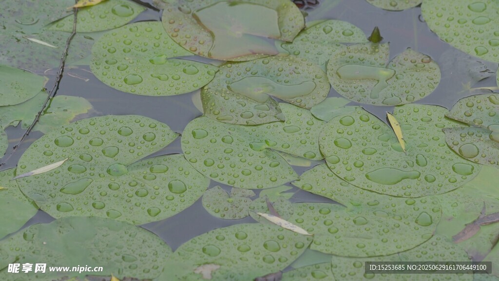 水面上的綠色睡蓮葉片