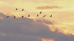 夕陽下群鳥翱翔天際