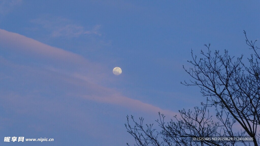 月夜樹枝剪影