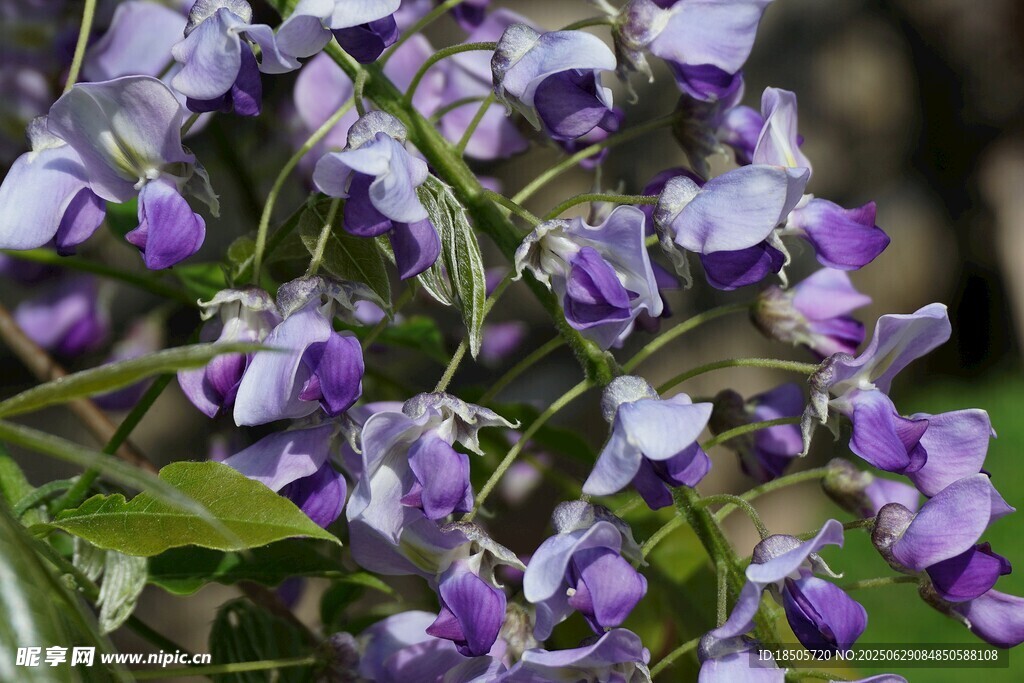 紫色美麗堇菜花特寫