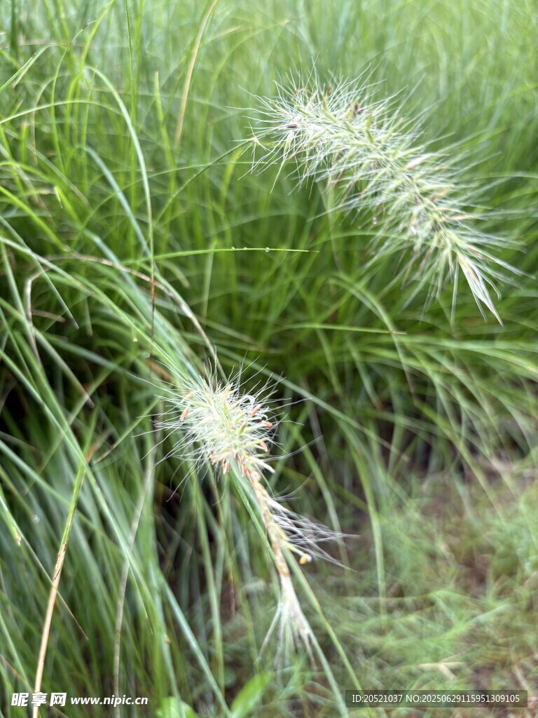 狗尾草特寫