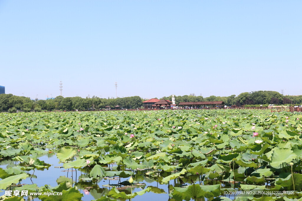 夏日荷塘美景