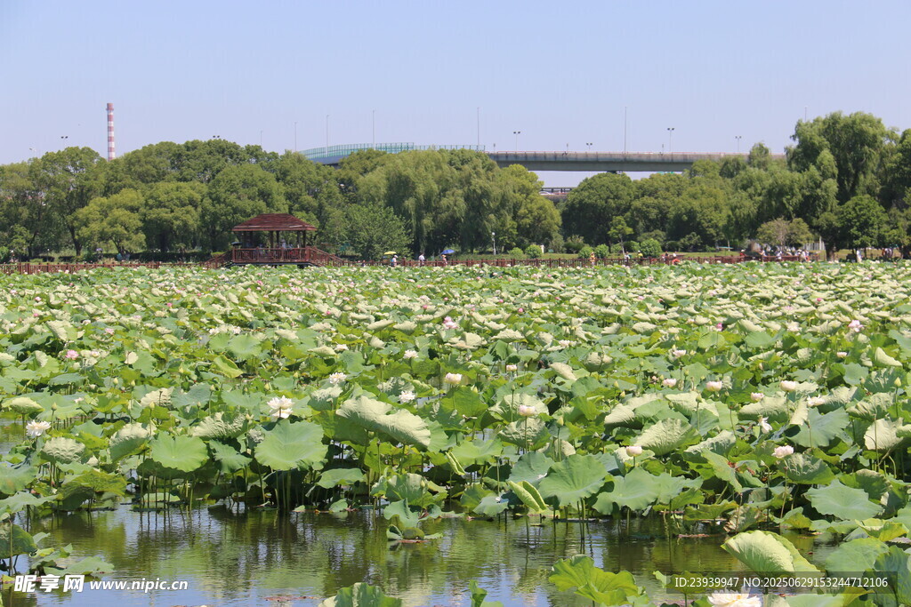 夏日荷塘美景