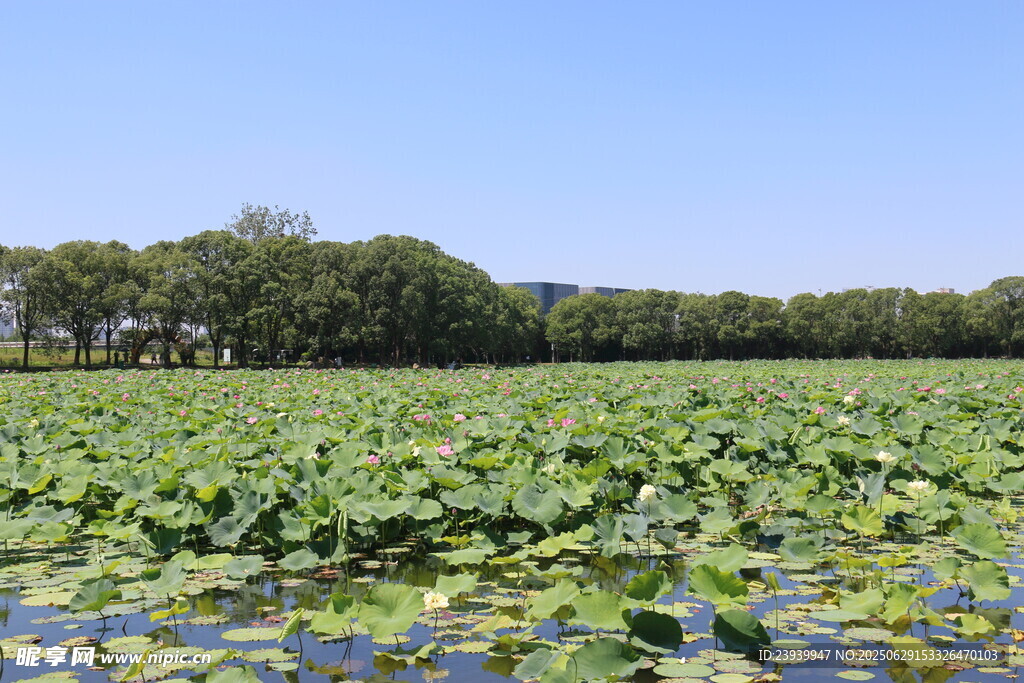 夏日荷塘美景