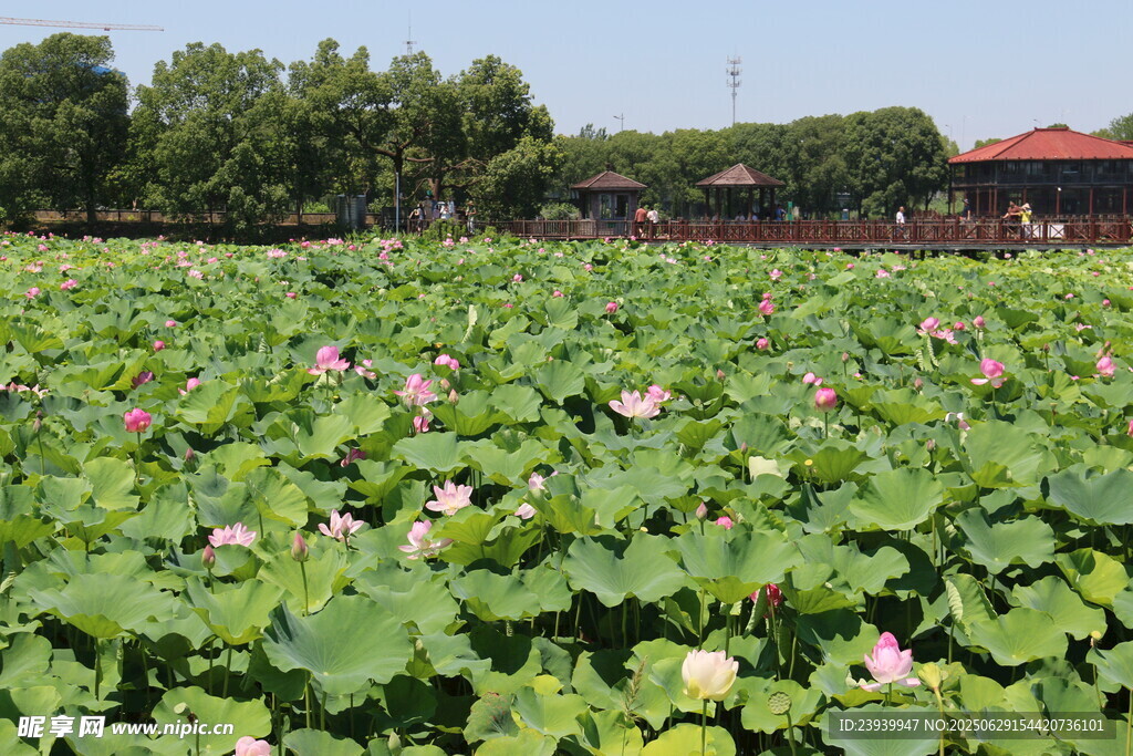 夏日荷花池美景