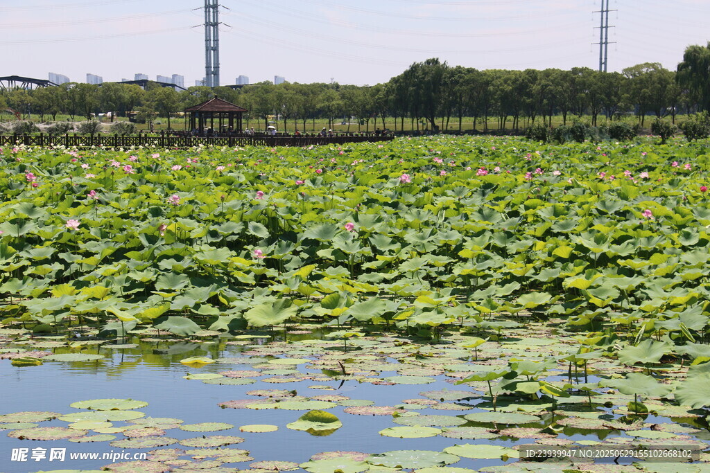 夏日荷塘美景
