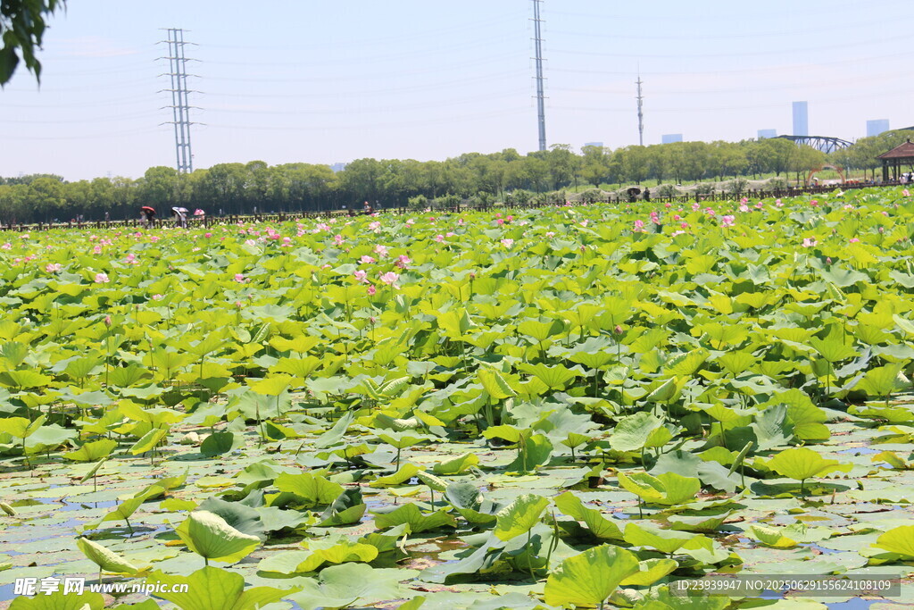 夏日荷塘綠意盎然