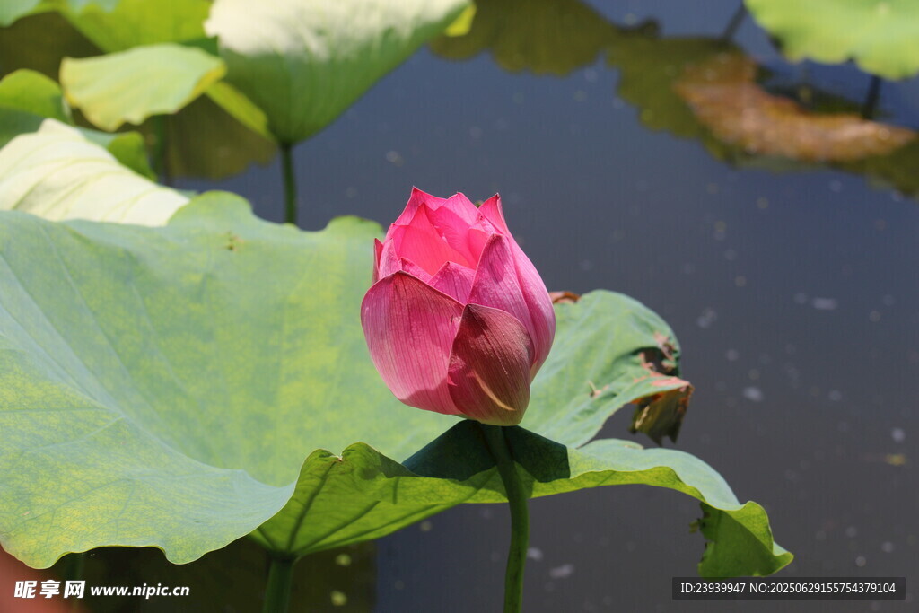 嬌艷荷花綻放于綠葉間
