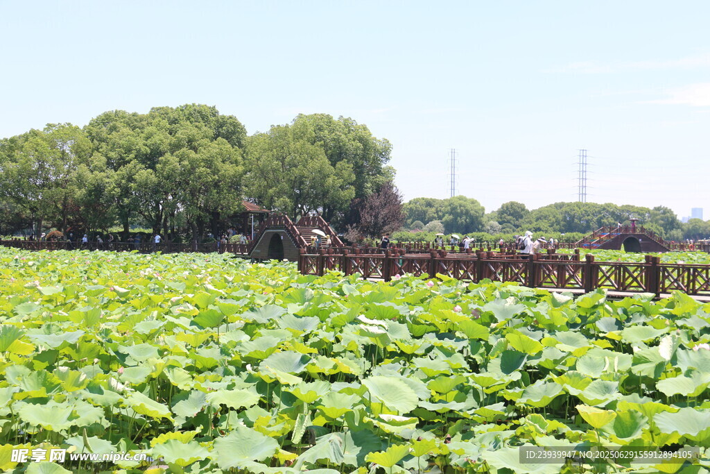 夏日荷塘綠意盎然