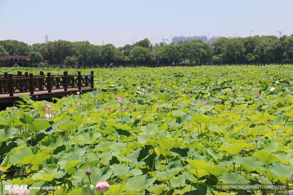 夏日荷塘美景