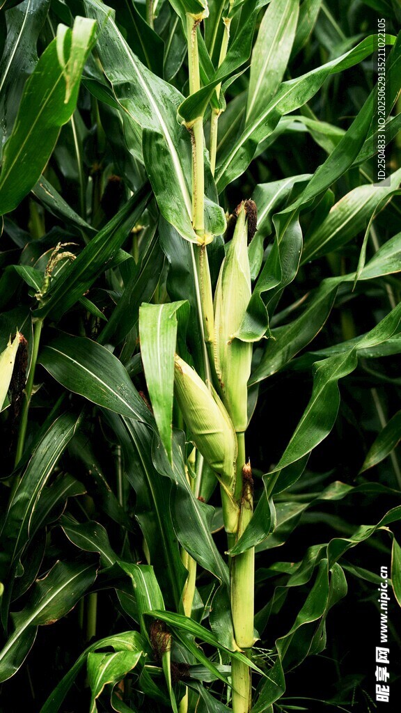 茁壯生長的玉米植株