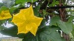 黃色五角星狀絲瓜花