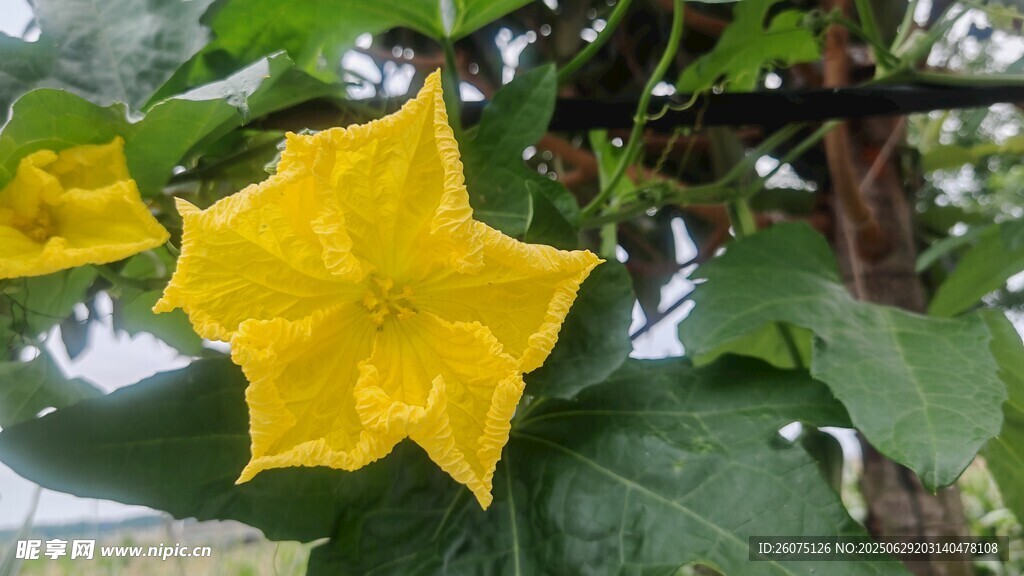 黃色五角星狀絲瓜花