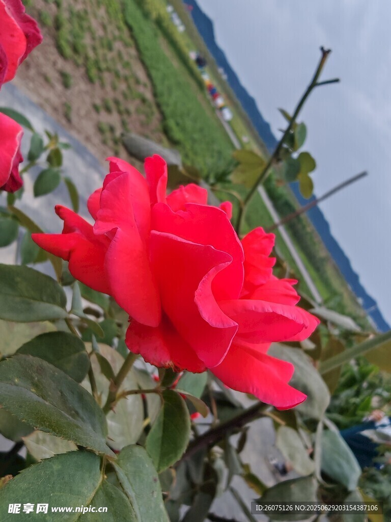 嬌艷紅玫瑰綻放于戶外