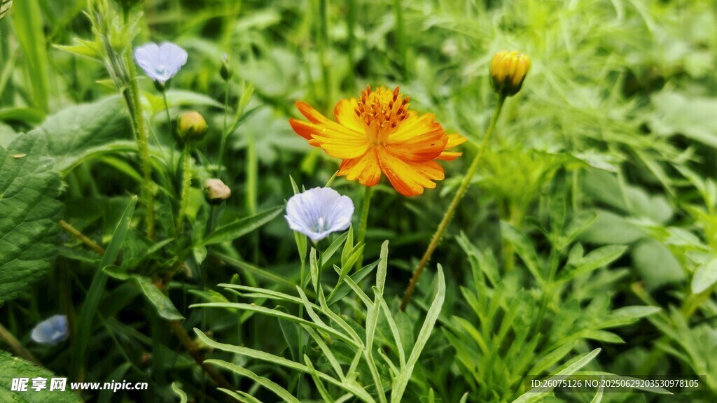 宿根天人菊