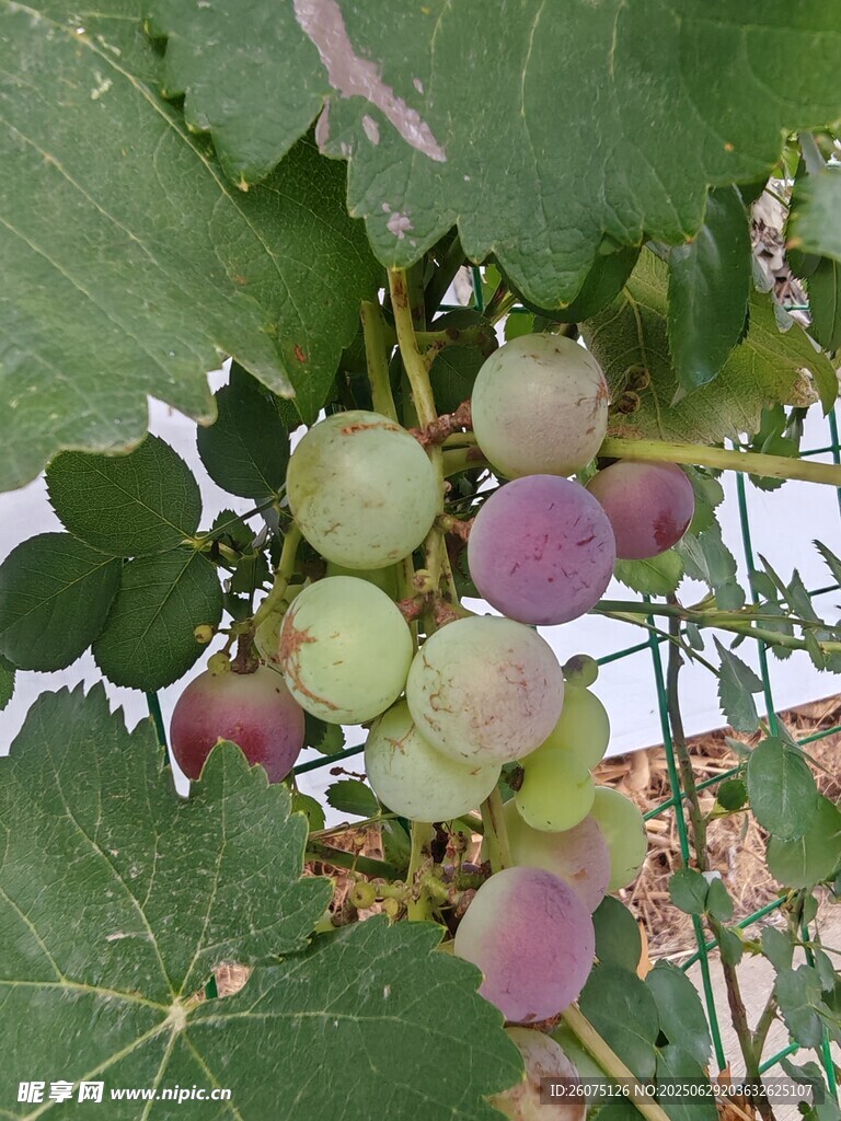 葡萄藤上的多彩葡萄