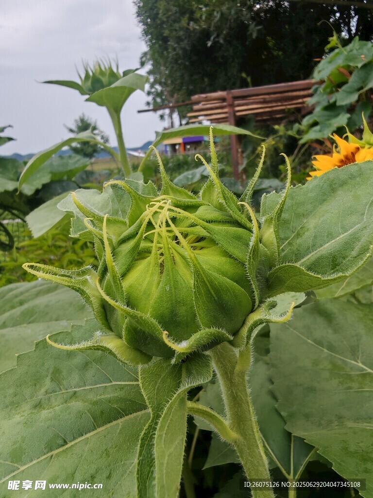 含苞待放的向日葵