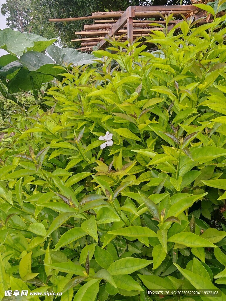 綠葉叢中一朵小白花