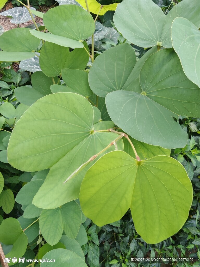 翠綠羊蹄甲葉片植物特寫