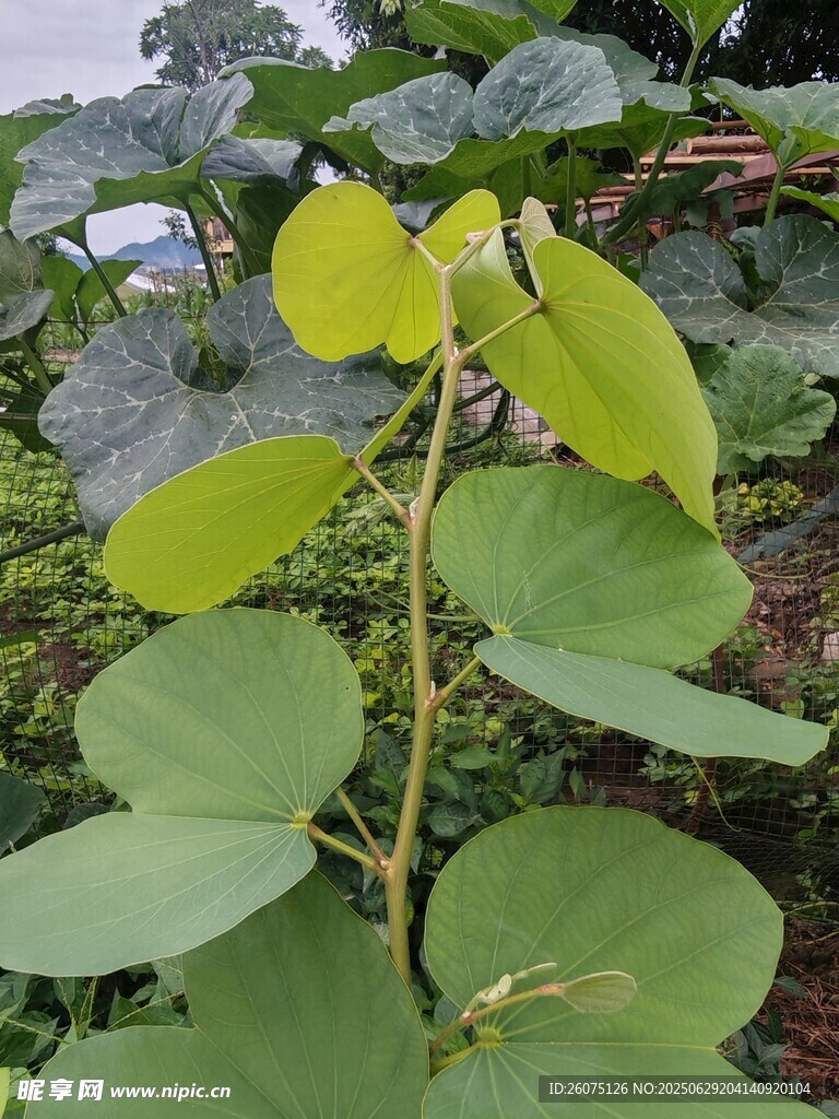 羊蹄甲嫩綠植物特寫