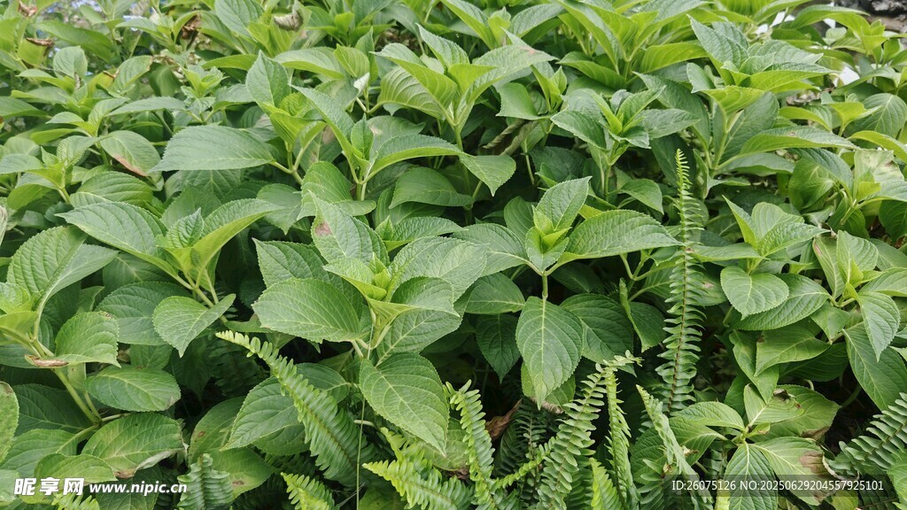 茂盛的薄荷植株