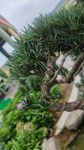 精致羅漢松盆景景觀
