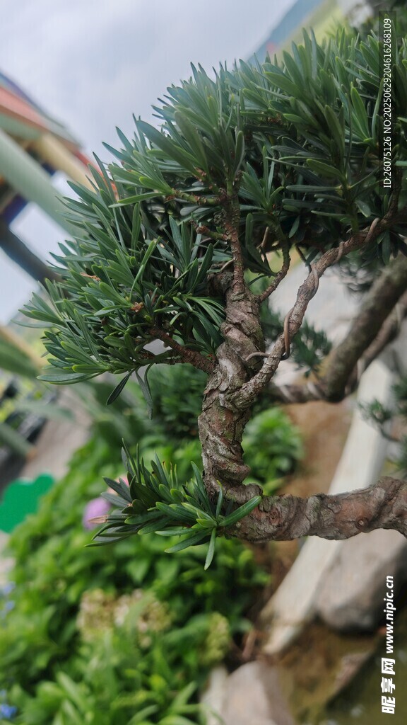 精致羅漢松盆景景觀