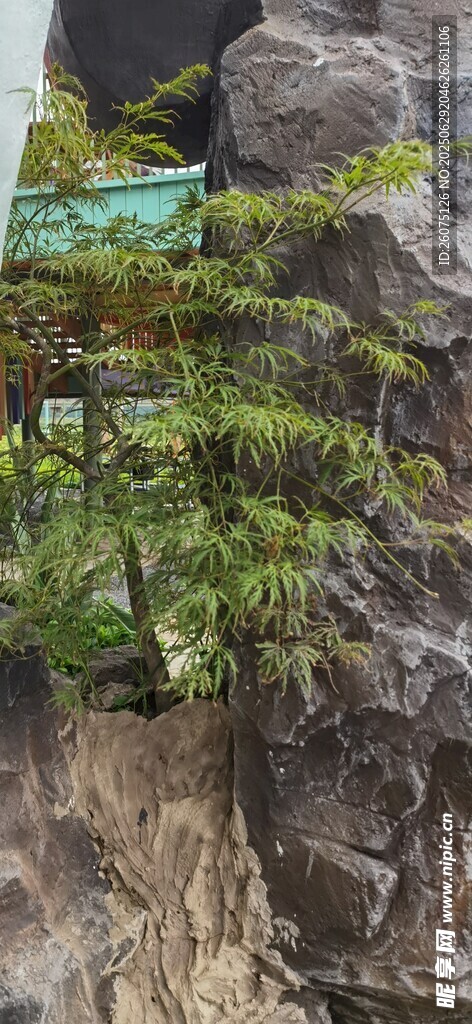 懸崖上的綠植景觀