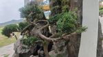 獨特造型盆景