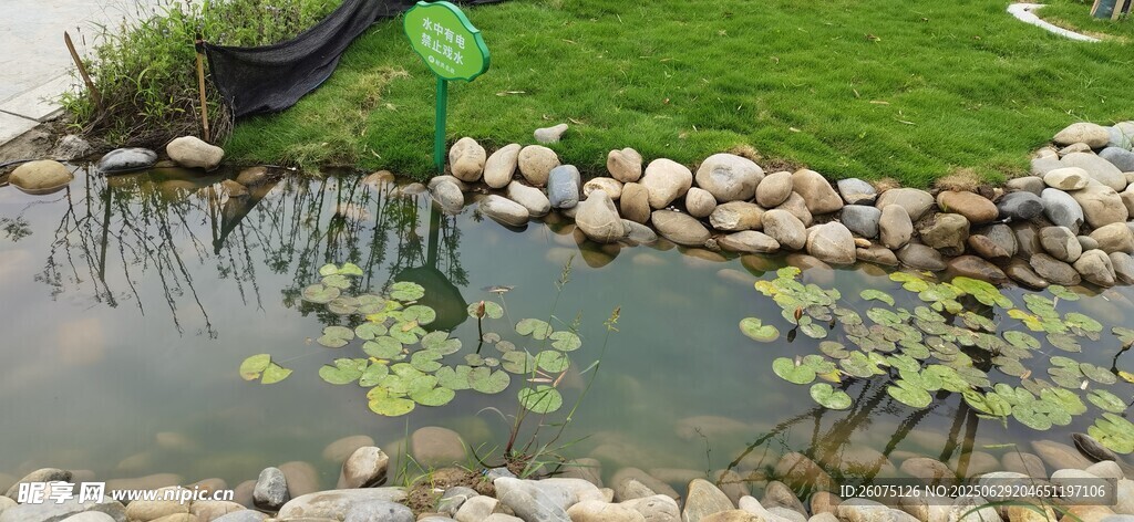 池塘中的睡蓮與周邊景致
