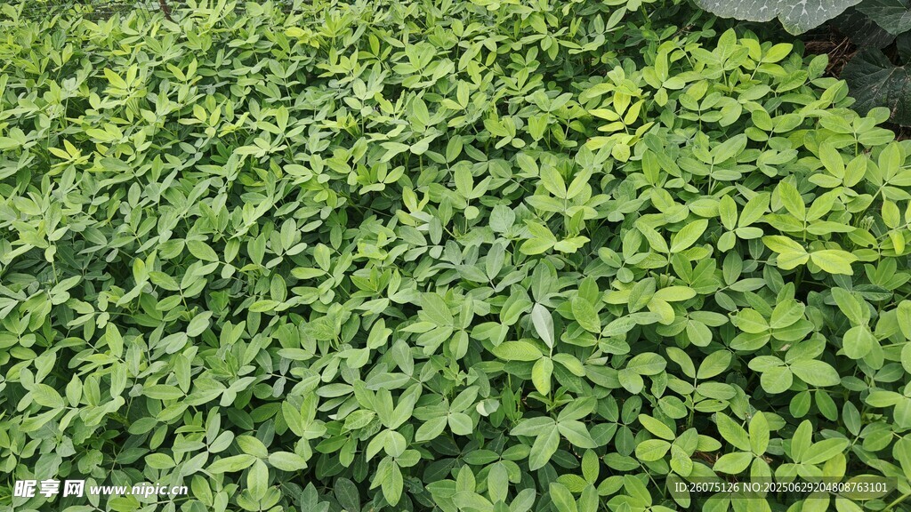 翠綠繁茂的花生苗