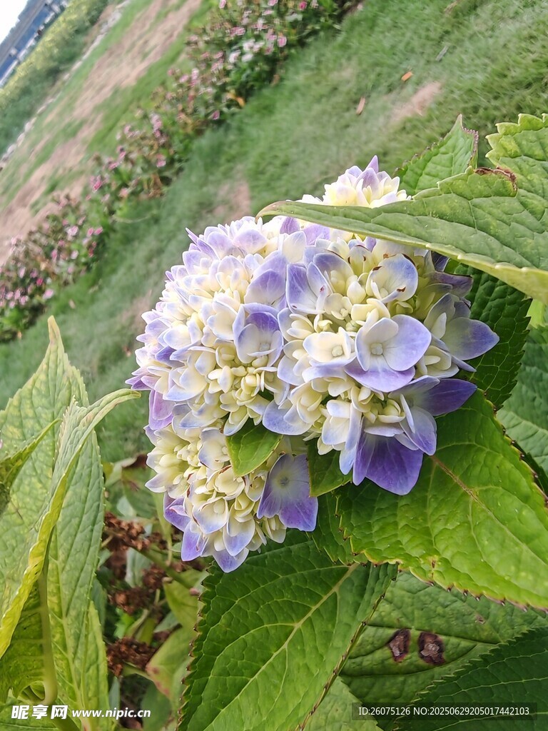 紫色繡球花綻放綠葉間