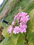 粉色繡球花綻放于綠野