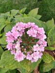 粉色繡球花綻放綠葉間