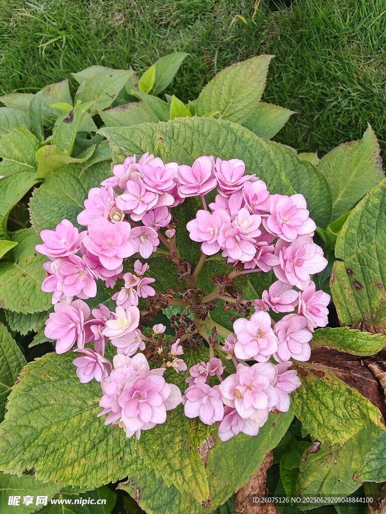 粉色繡球花綻放綠葉間