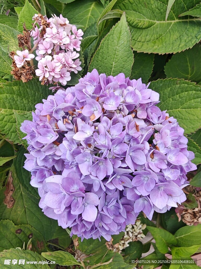 紫色繡球花綻放