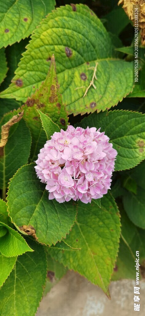 粉色繡球花綻放綠葉間