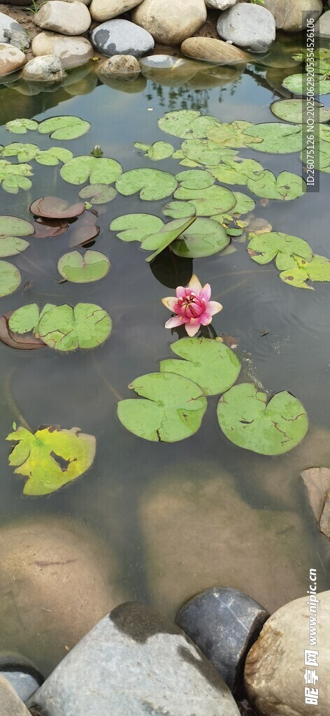 池塘中漂浮的荷葉與花朵