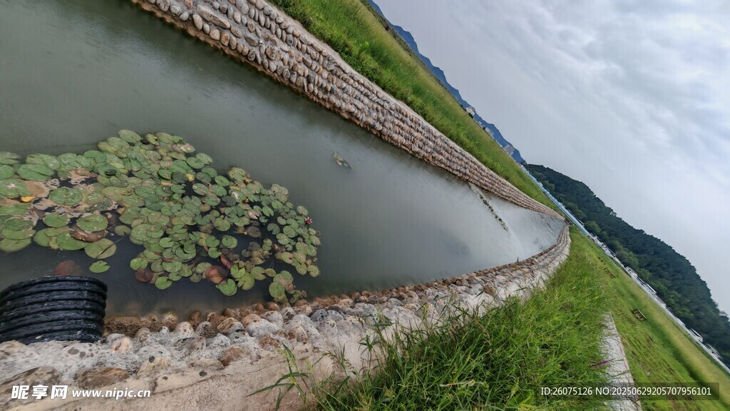 鄉(xiāng)村水渠邊的水生植物景觀