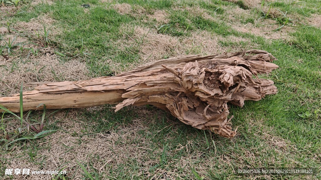 古老枯木橫臥草地